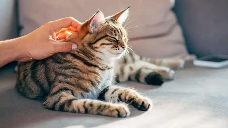 Cats may be the key to curing human cancer