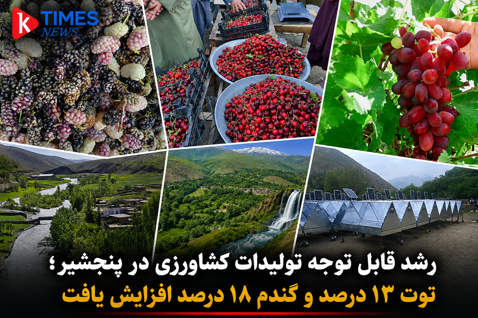 Agricultural production growth in Panjshir; Mulberry yield increased by 13 percent and wheat by 18 percent