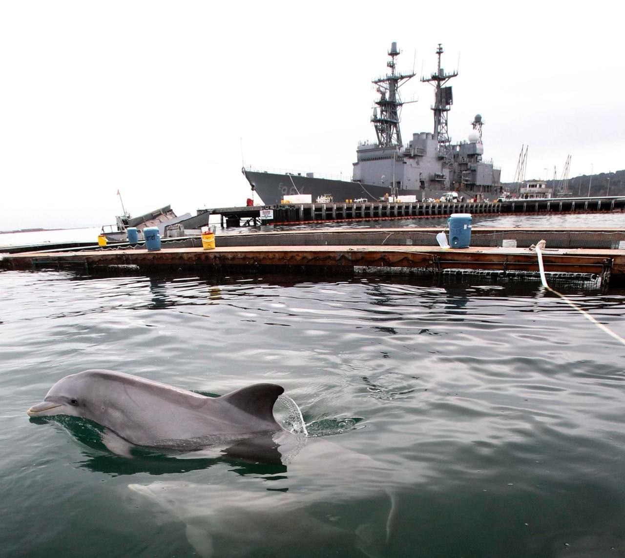Wall Street Journal: Iran May Use “Mine-Carrying Dolphins” to Target US Warships