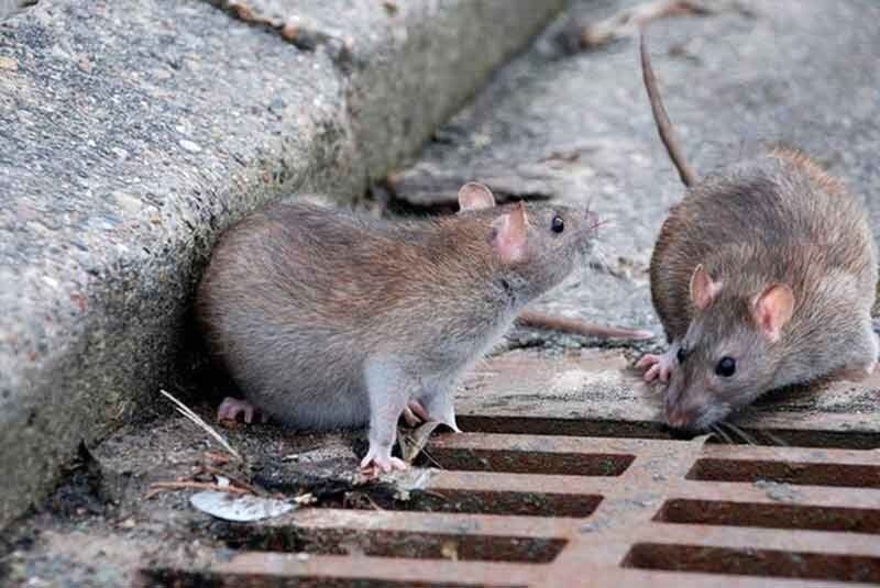 France records its first case of Hantavirus
